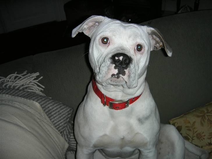 Amerikansk bulldog Chili - Ok jeg er klar til lidt leg! billede 1