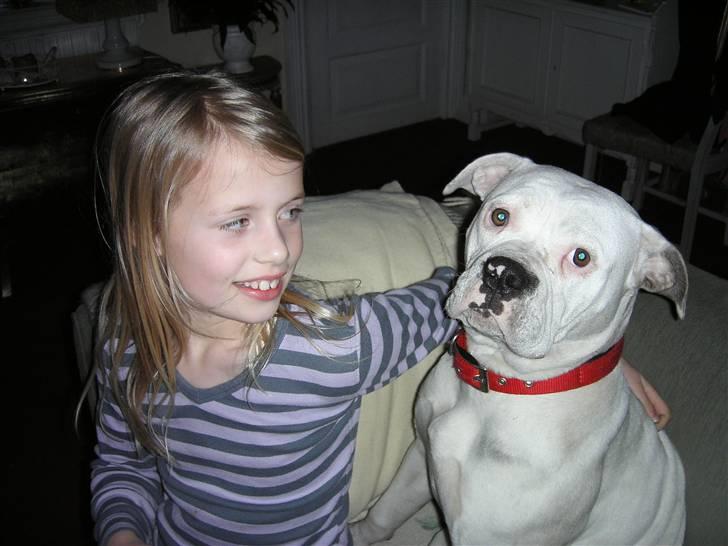 Amerikansk bulldog Chili - To lækre tøser billede 2