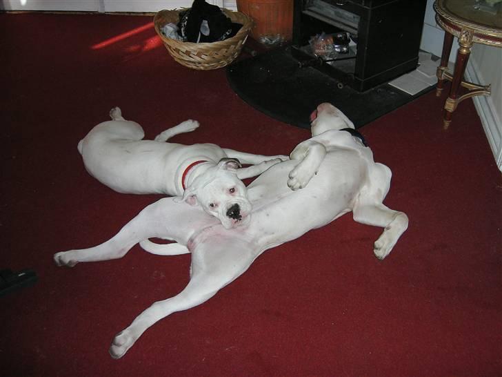 Amerikansk bulldog Chili - Homer det dovendyr er min bedste ven billede 3