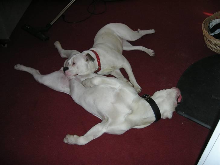 Amerikansk bulldog Chili - Vi kan ikke undvære hinanden billede 4