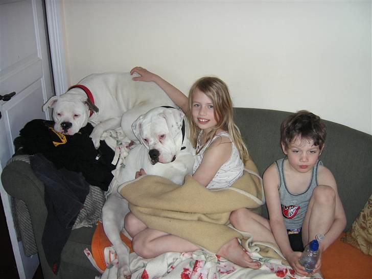 Amerikansk bulldog Chili - Her et billede af 4-banden billede 5