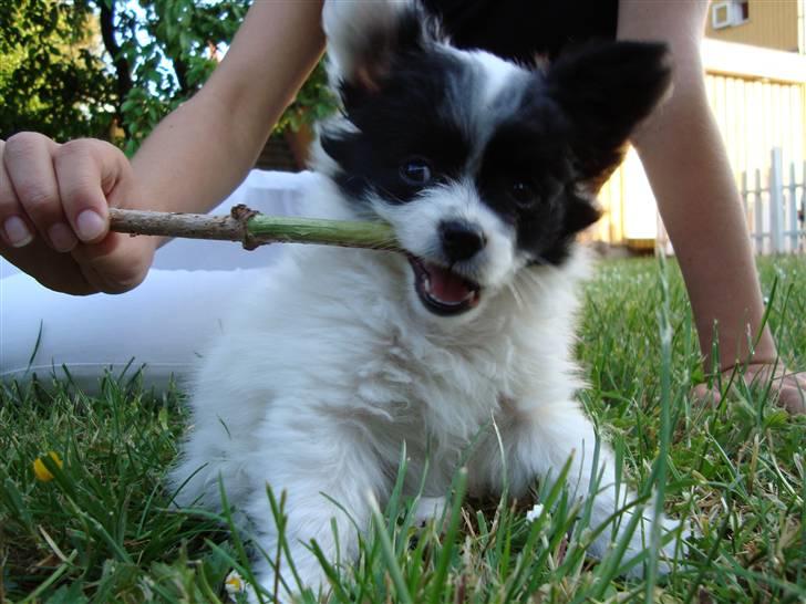 Papillon Buffy - sådan et dejligt billede af vidunderet. billede 5