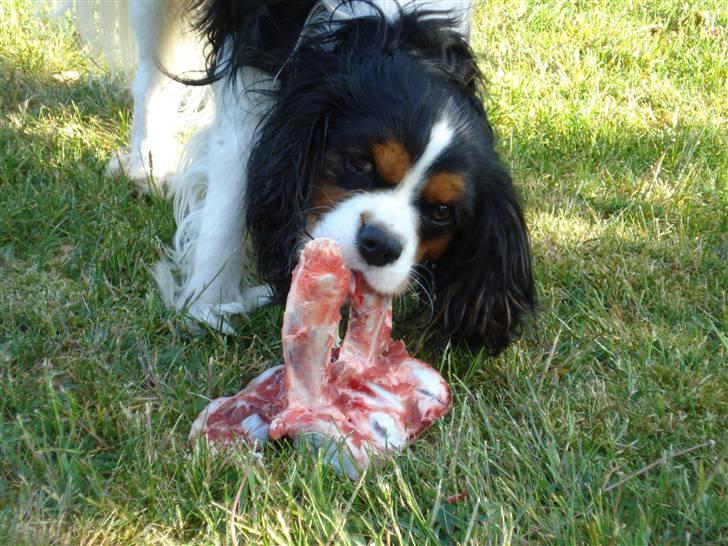 Cavalier king charles spaniel Mingus - Det er sidste gang der går en ko forbi MIN have! billede 19