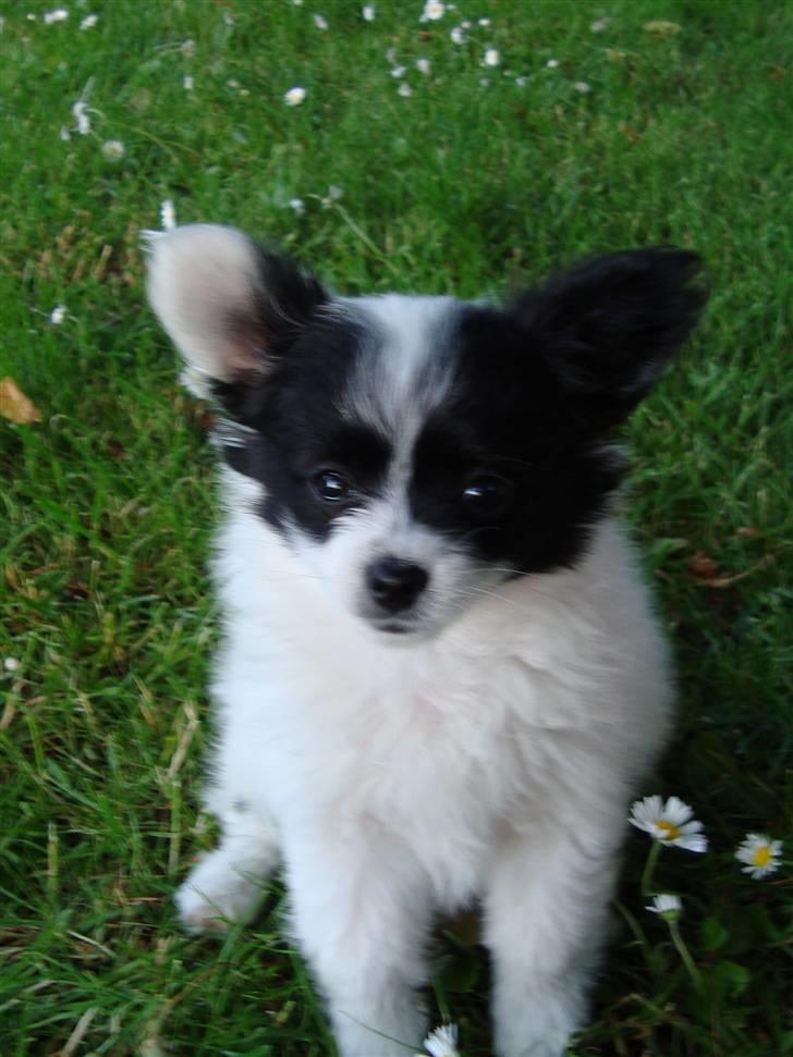 Papillon Buffy - Man kan da ikke stå for ham vel :P? billede 6