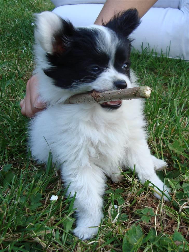 Papillon Buffy - fiiiint ;) billede 7