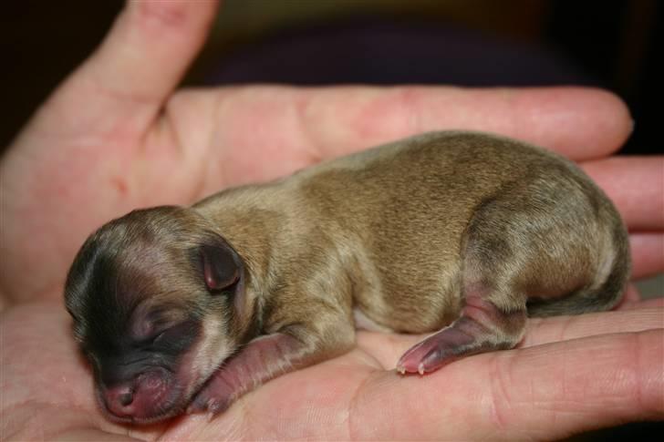 Chihuahua Bonzo - Her er jeg billede 2