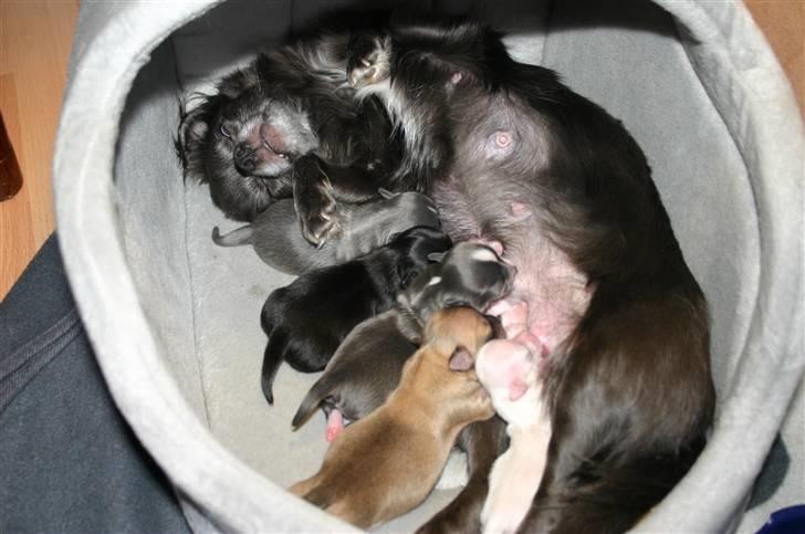 Chihuahua Bonzo billede 3