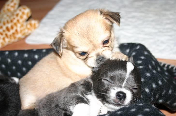 Chihuahua Bonzo billede 4