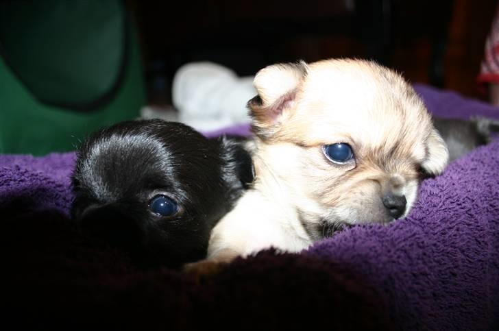 Chihuahua Bonzo - Se lige , jvor skøn jeg er... billede 5