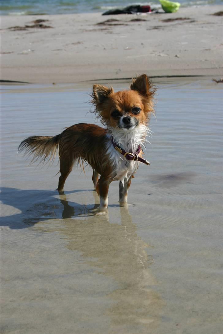 Chihuahua mINI - Som lille hadede jeg vand, men ikke mere. billede 14