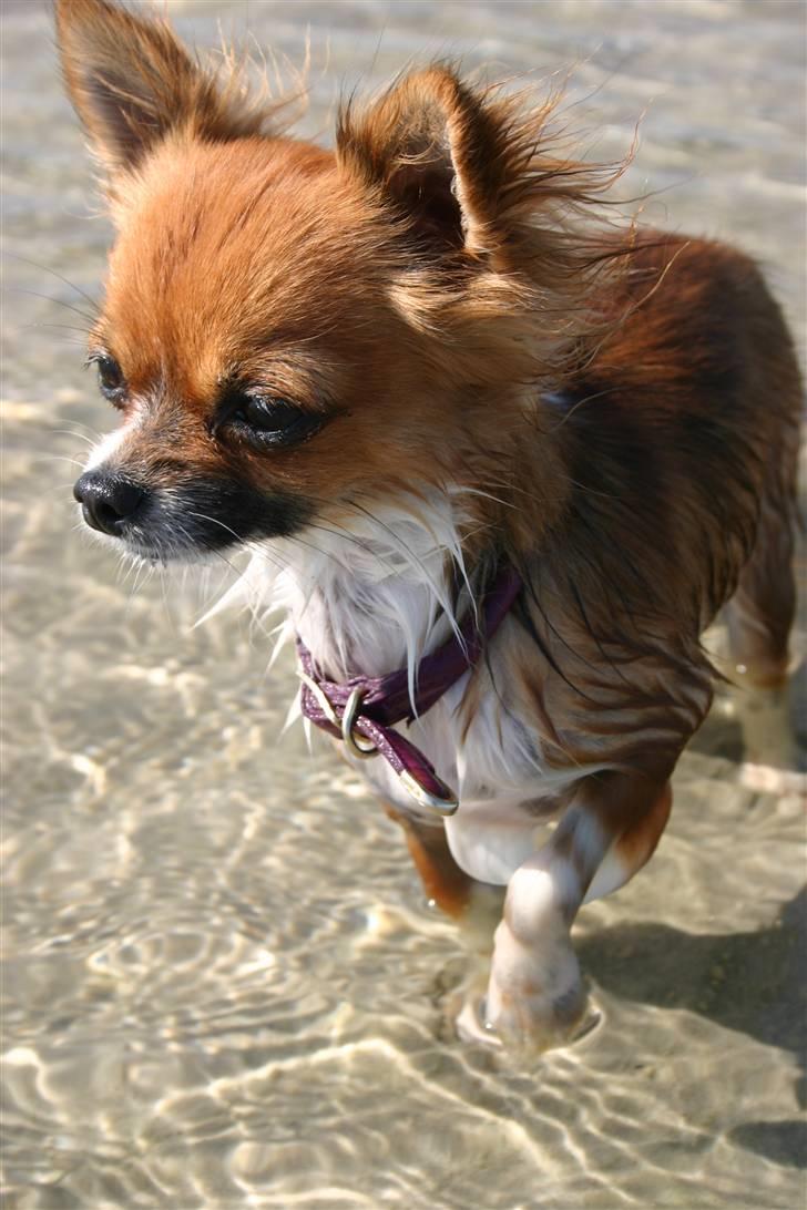 Chihuahua mINI - Det er vel nok rart med et lille fodbad. billede 15