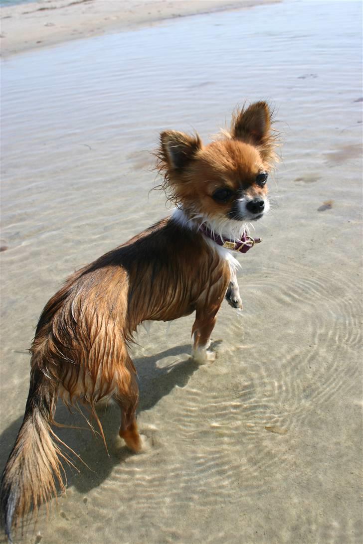 Chihuahua mINI - Nu er her vel ikke for dybt ? billede 16