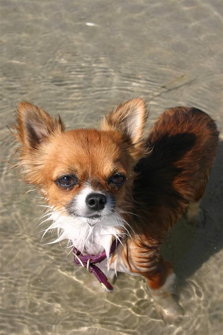 Chihuahua mINI - Kom nu.Prøv selv.Det er ikke så koldt, din tøsedreng. billede 17