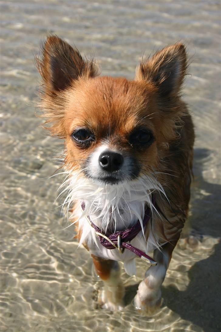 Chihuahua mINI - Åhh, hvor er det rart, med et fodbad. billede 18