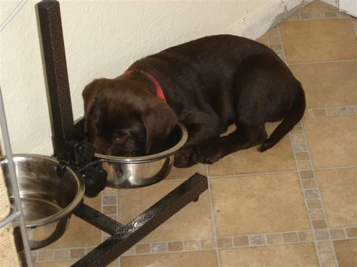 Labrador retriever Freja - En doven Freja med hovedet i vandskålen - 9 uger gammel billede 6