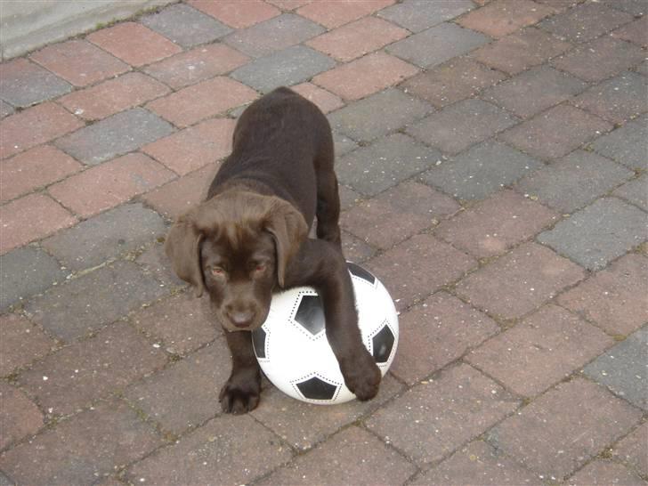 Labrador retriever Freja - Freja spiller fodbold - 9 uger gammel billede 7