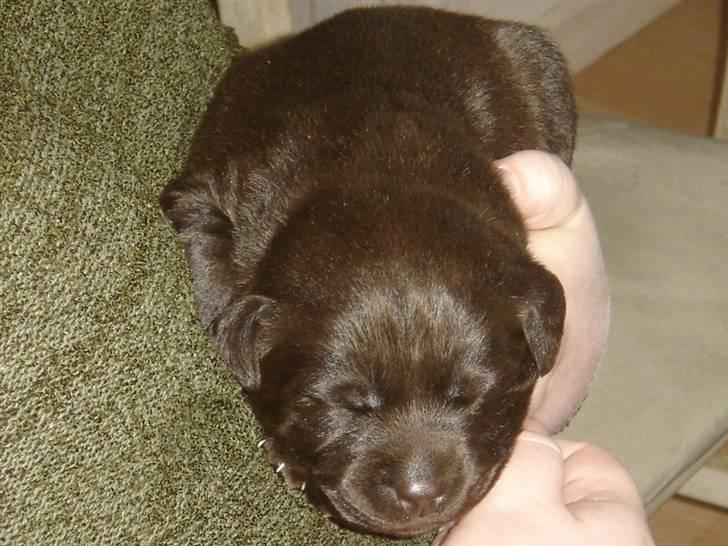 Labrador retriever Freja - Freja sover i "mors" arme - 2 uger gammel billede 9