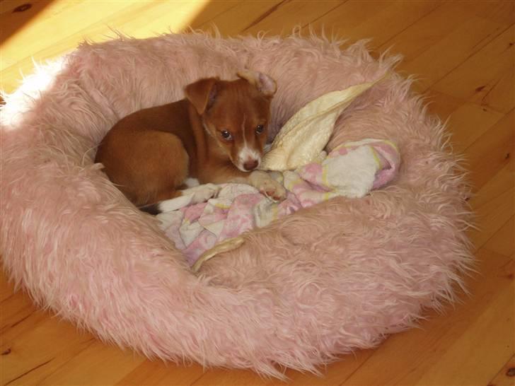 Blanding af racer Luca billede 1