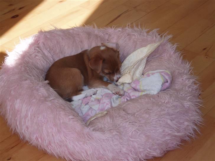 Blanding af racer Luca billede 2