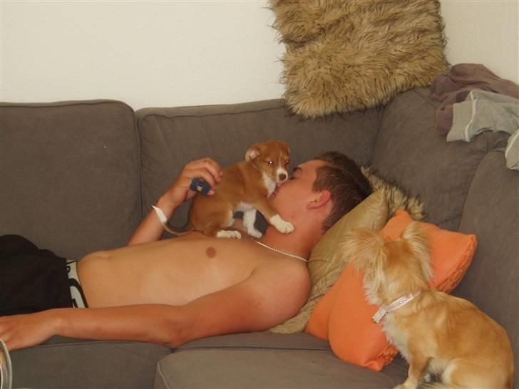 Blanding af racer Luca billede 3