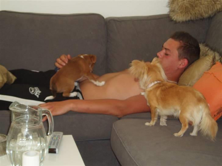 Blanding af racer Luca billede 4