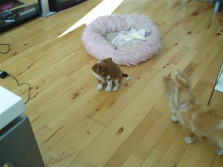 Blanding af racer Luca billede 5