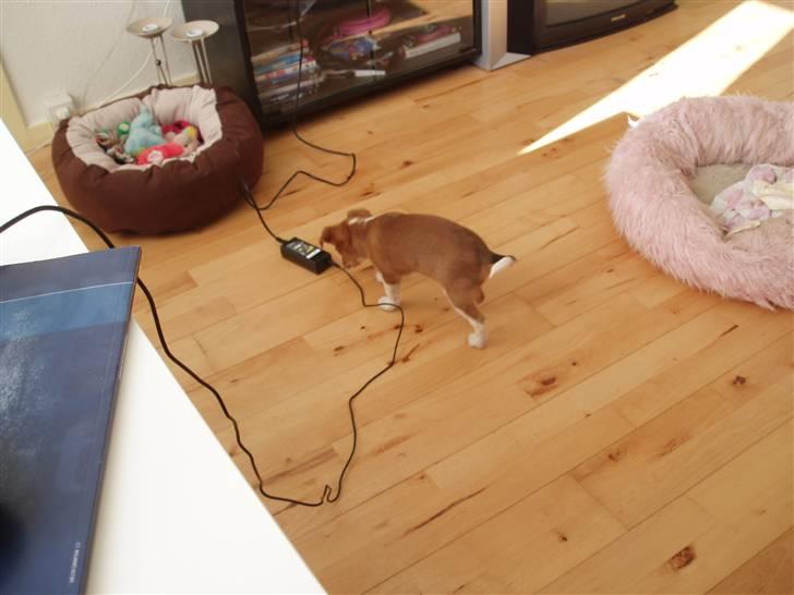 Blanding af racer Luca billede 6