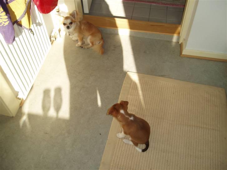 Blanding af racer Luca billede 7