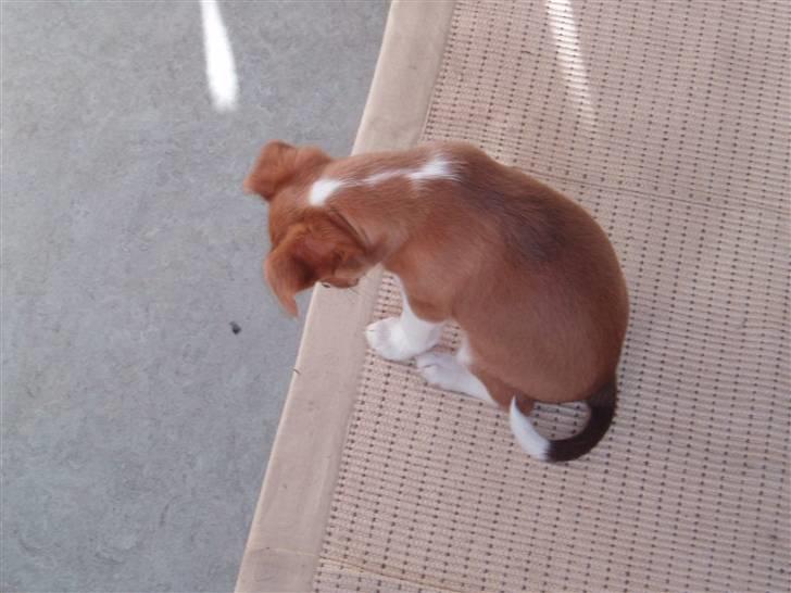 Blanding af racer Luca billede 8