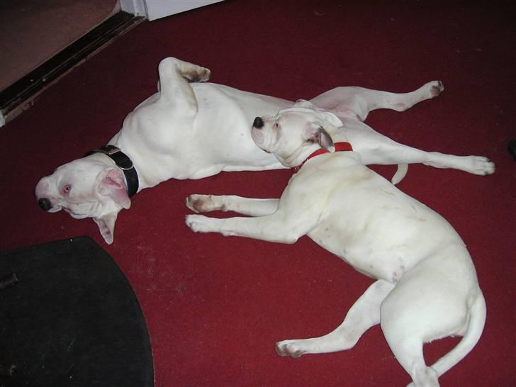 Amerikansk bulldog Homer - kongen er død - Min bedste hundeven og mine ører :-) billede 7