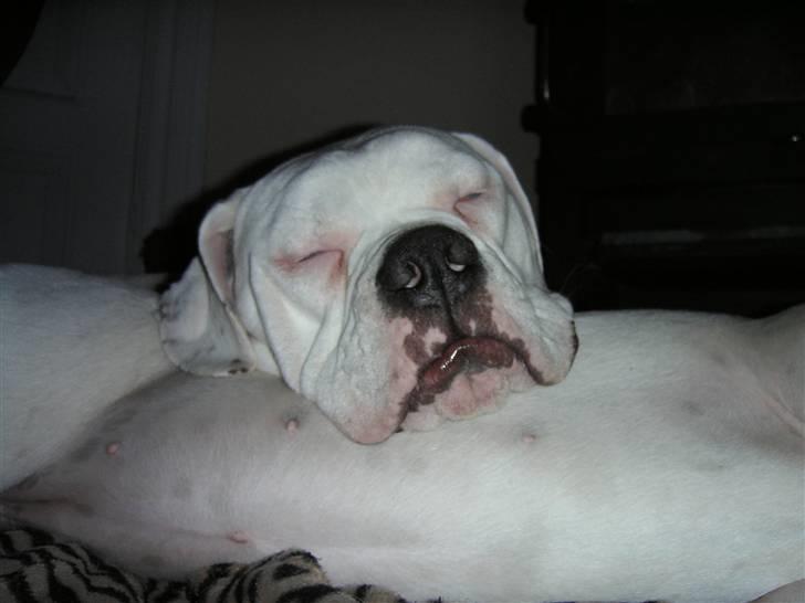 Amerikansk bulldog Homer - kongen er død - Hovedpuder fra dyne-larsen og min bare ... nej giv mig en god fast mave billede 8