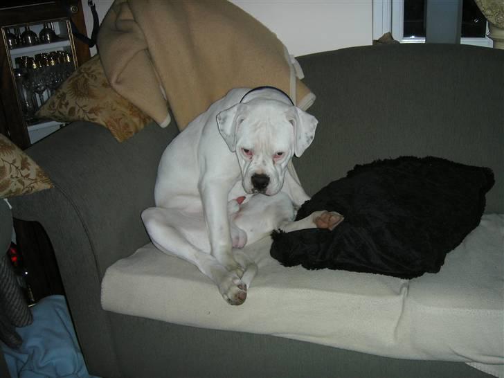 Amerikansk bulldog Homer - kongen er død - Kom så piger! (inden jeg falder i søvn) billede 1