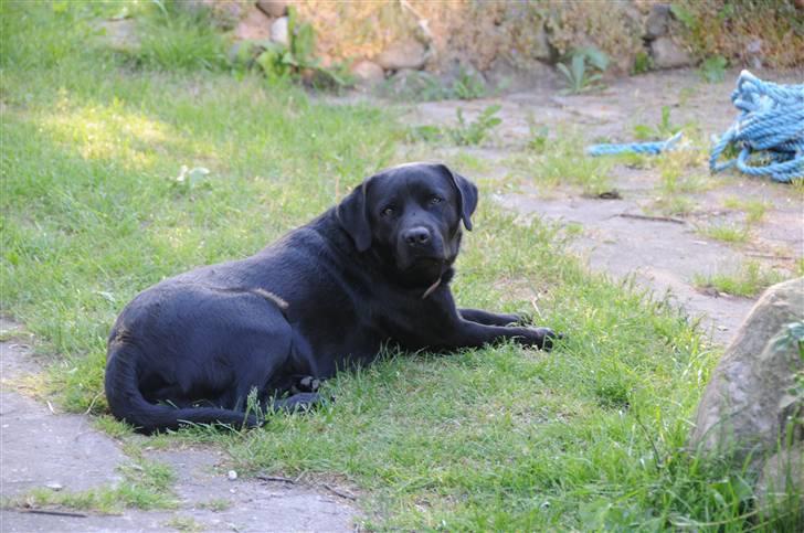 Labrador retriever Kito billede 16