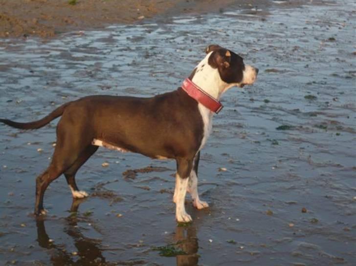 Amerikansk staffordshire terrier Versatus Chanel - D. 7.6.08 billede 18