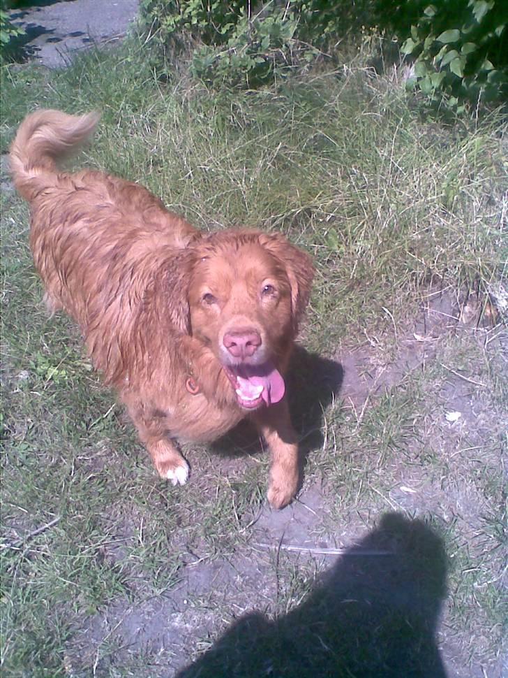 Nova scotia duck tolling retriever Silas Sakæus - Jeg ved du elsker mig Embla :) 12/7 08 billede 10