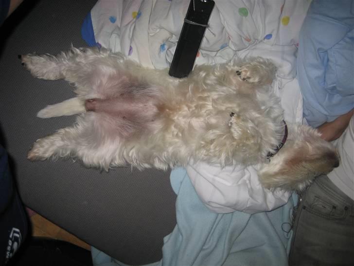 West highland white terrier Luna - Det lille pus ligger og sover <3  billede 7