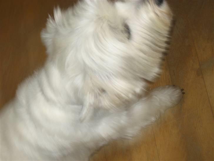 West highland white terrier Luna - Der er vidst en der har gjort noget hun ikke måtte ? <3  billede 8