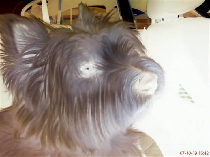 West highland white terrier Luna - (Negativ) .. Sidder i bilen på vej hjem fra sommerhus (: billede 9