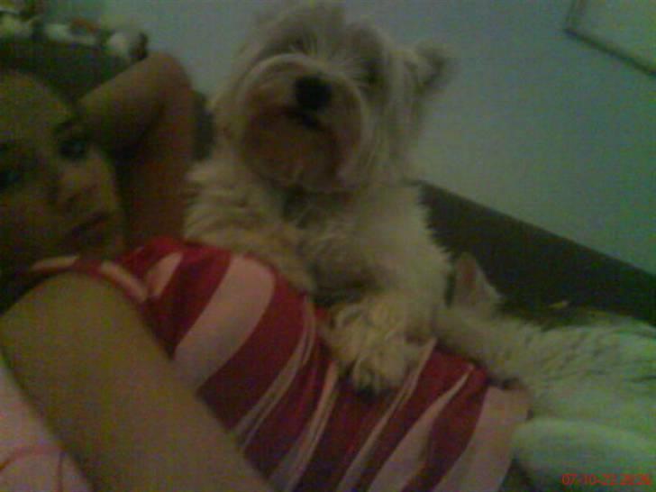 West highland white terrier Luna - fra højre : Herbert , Luna og jeg (: billede 10