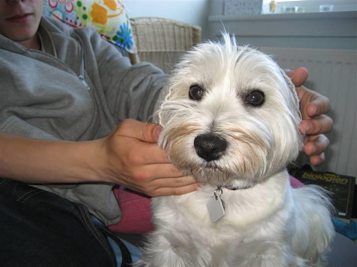 West highland white terrier Luna - "Yo" . Luna har fået hue på <3 billede 11