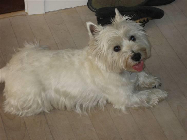 West highland white terrier Luna - Hun har det rigtig varmt  billede 12