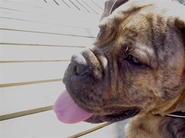Bullmastiff NEWTON - d 8 Juni... nøøj det er varmt billede 16