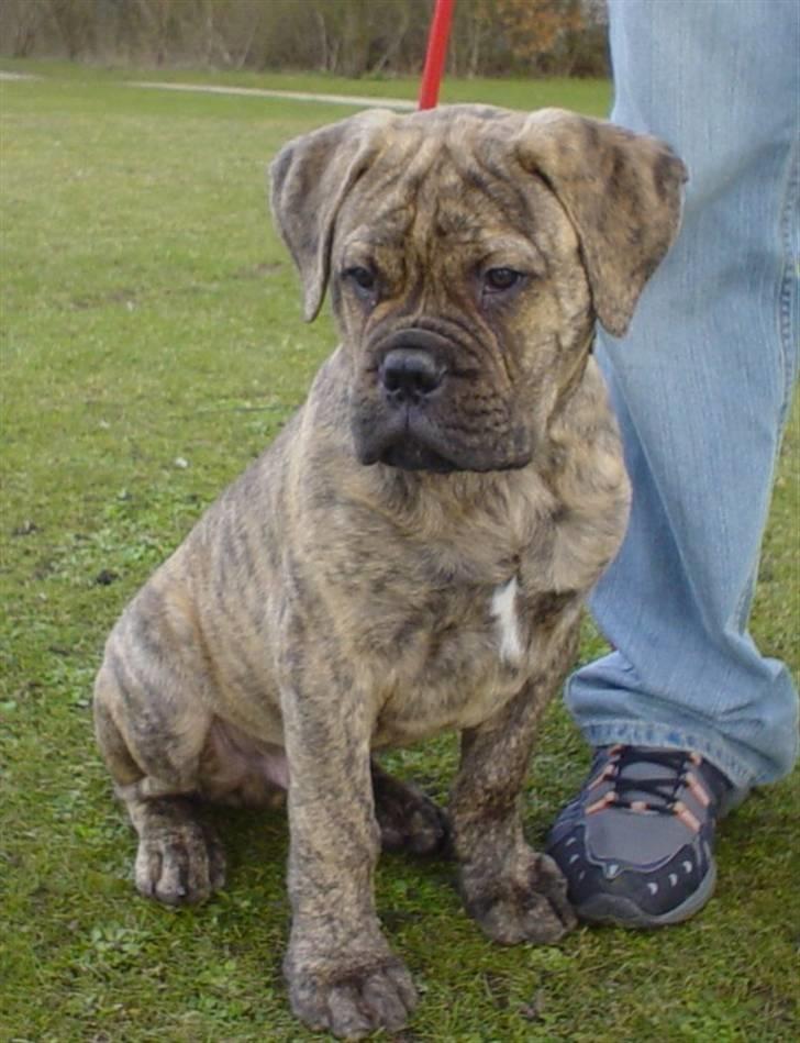 Bullmastiff NEWTON - D 7 April Wheee 3 mdr´s Fødselsdag  billede 17