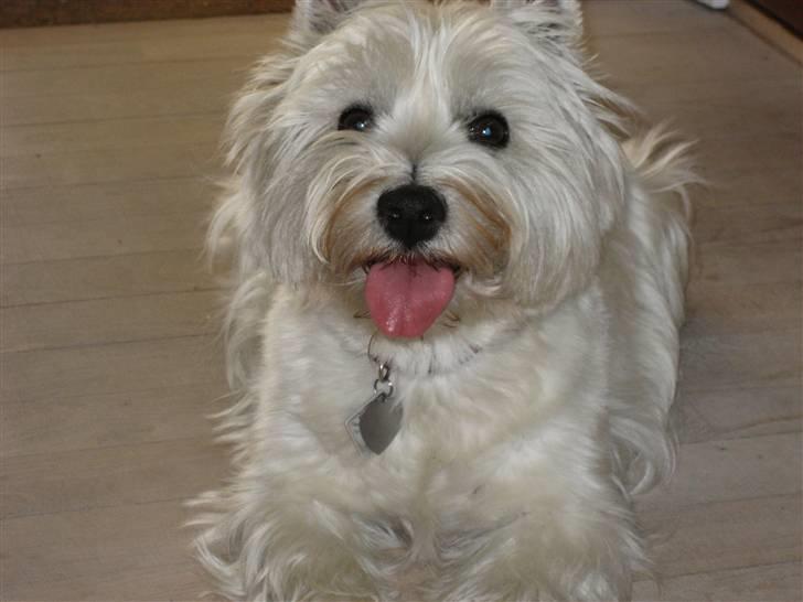 West highland white terrier Luna - Ska du række tunge Luna  ? <3  billede 13