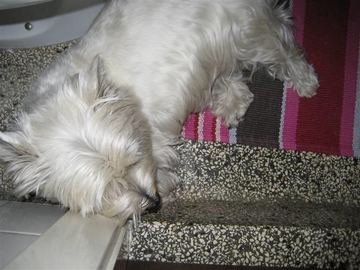 West highland white terrier Luna - Hun tager sig lige en slapper ude på toilettet , fordi det er så varmt <3 billede 14