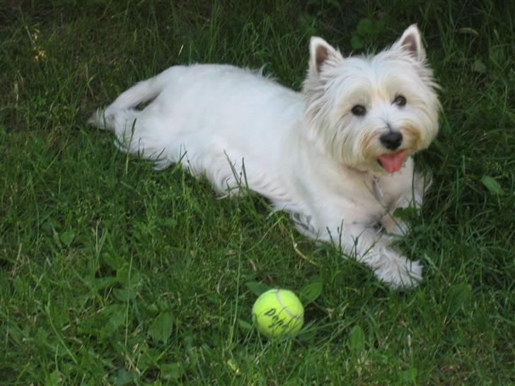 West highland white terrier Luna - "Ska vi spille bold ?" billede 15