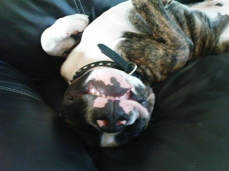 Amerikansk bulldog Kenzo billede 8