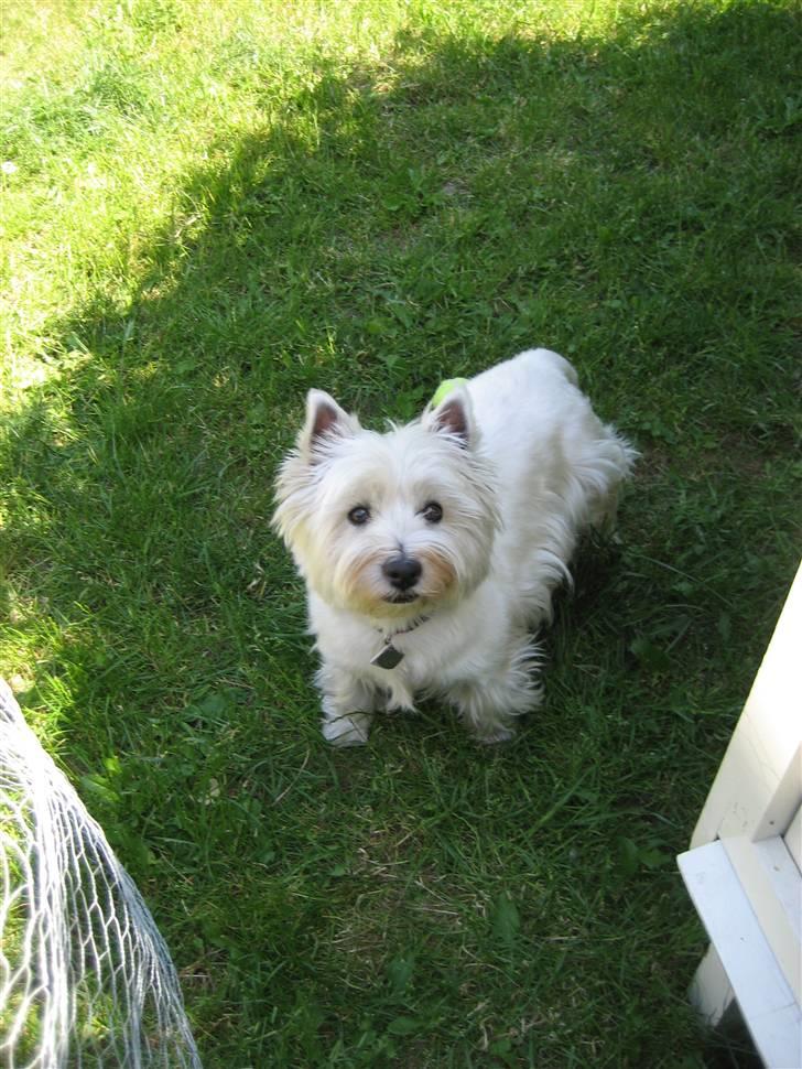 West highland white terrier Luna - Jeg havde lige taget kaninen op, og så stod Luna der og skulle sige hej til den billede 16