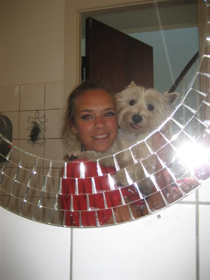 West highland white terrier Luna - Mor og barn <3 billede 17