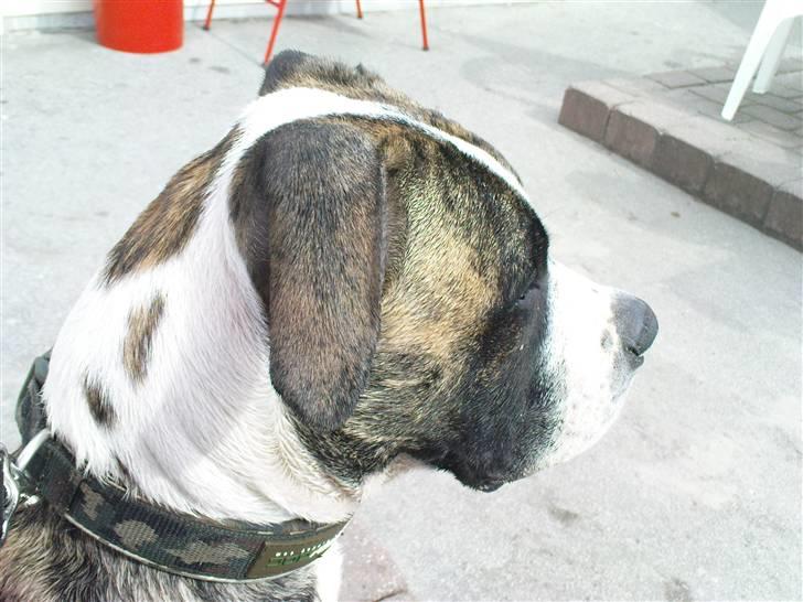 Amerikansk bulldog Kenzo billede 9